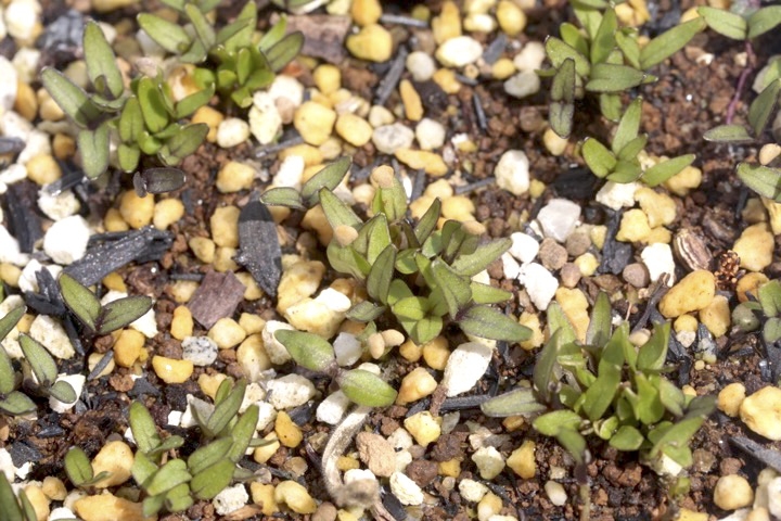 ホオズキの発芽