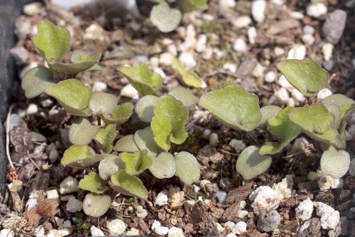 ユリワサビの発芽