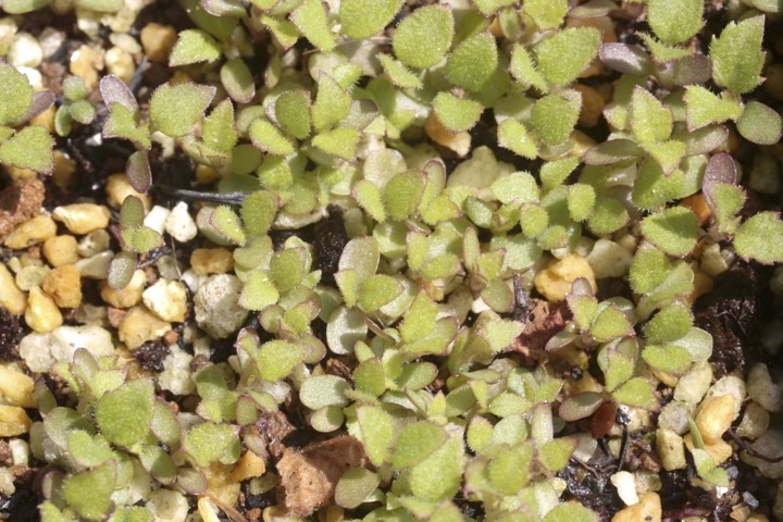 ヒヨドリバナの発芽