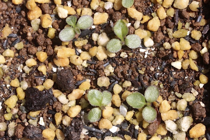 ノコンギクの発芽