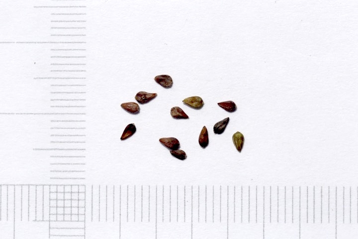 ミヤマヨメナの種