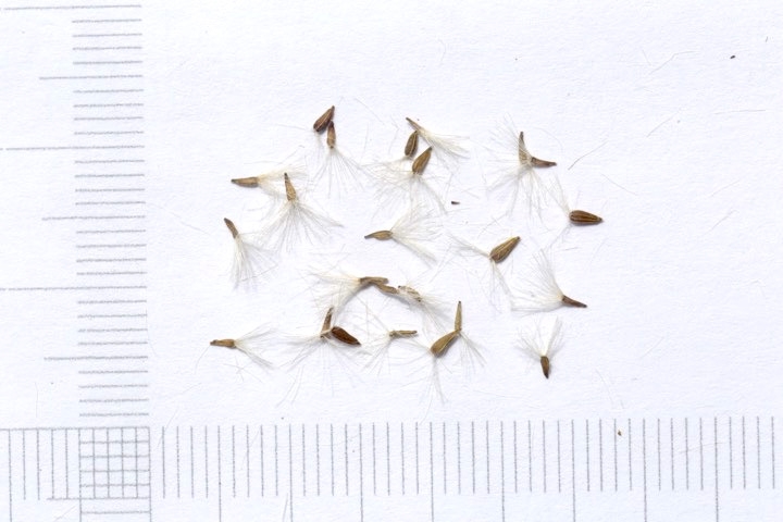 ノコンギクの種