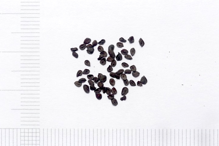 タカネナデシコの種