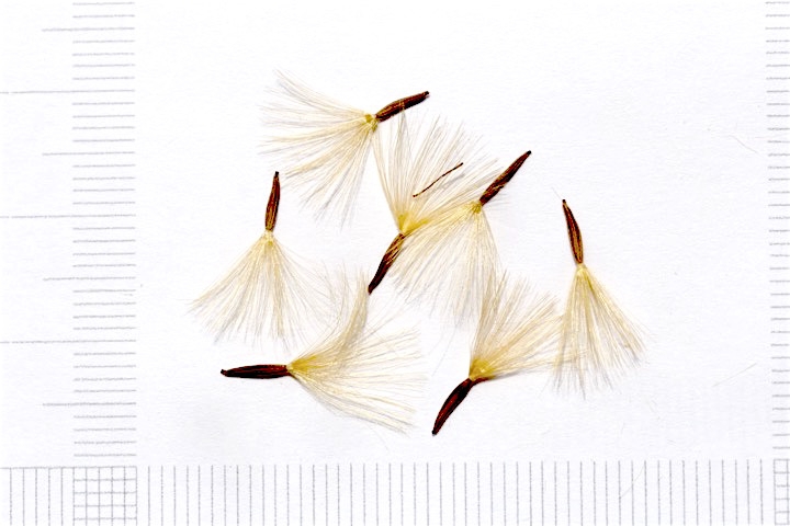 メタカラコウの種