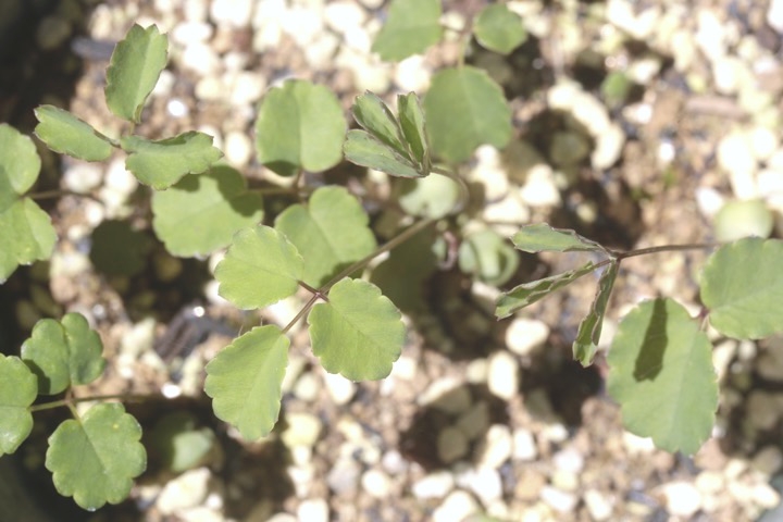 ワレモコウの発芽