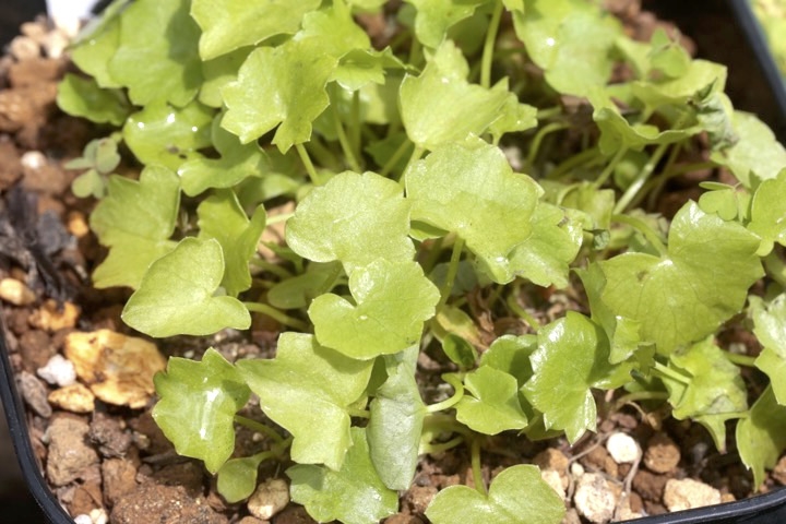 リュウキンカの発芽