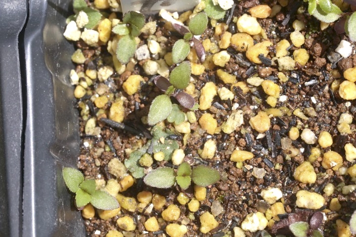 フジバカマの発芽