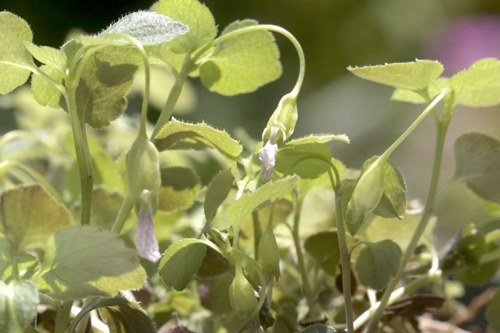 タニギキョウの実