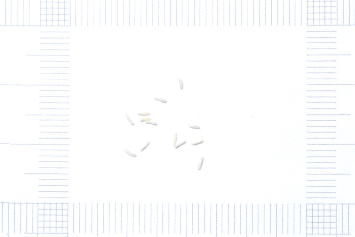 タニギキョウの種