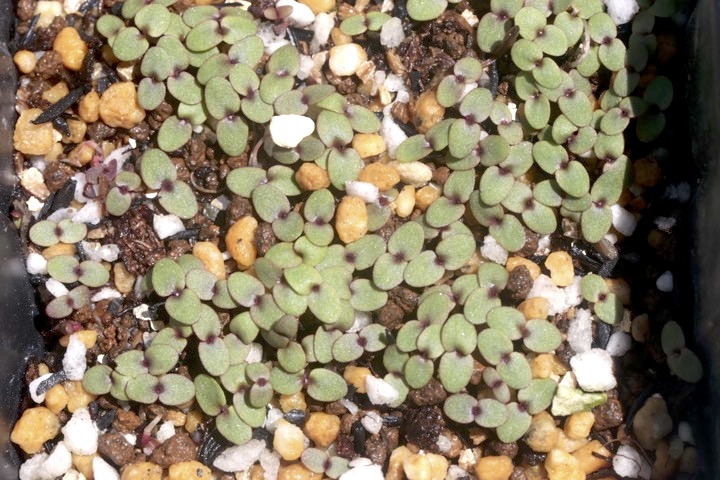 マツヨイグサの発芽