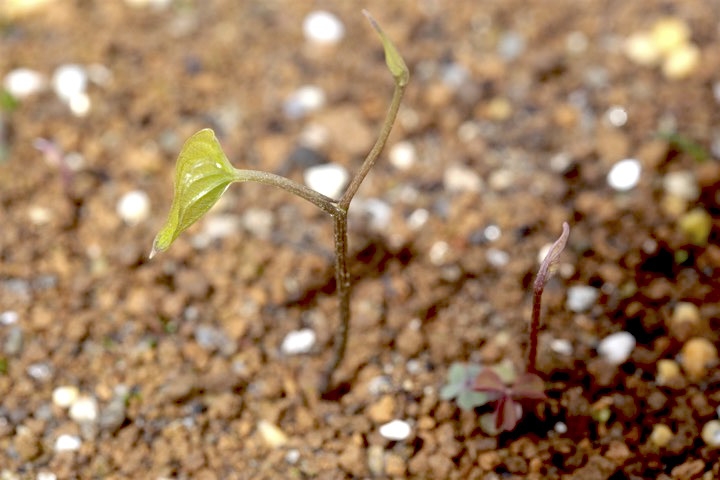 ヤマノイモの発芽