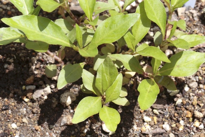 ボントクタデの発芽