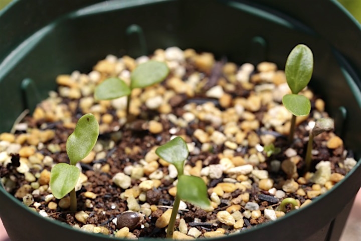 フッキソウの発芽