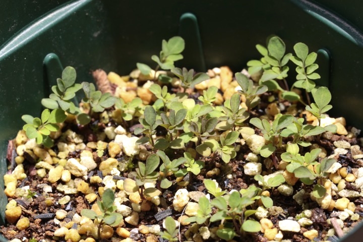 マツカゼソウの発芽