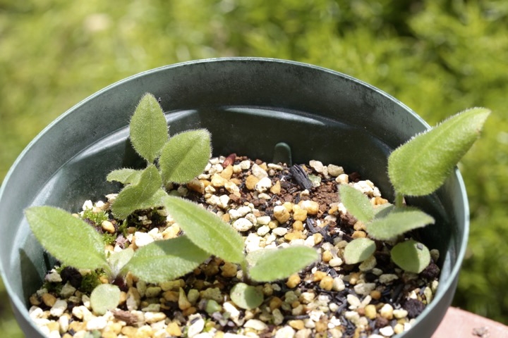 ルリソウの発芽