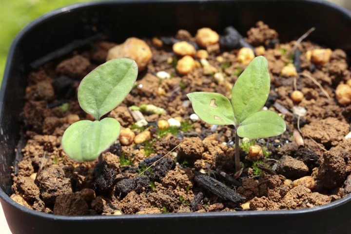 ベニバナヤマシャクヤクの発芽