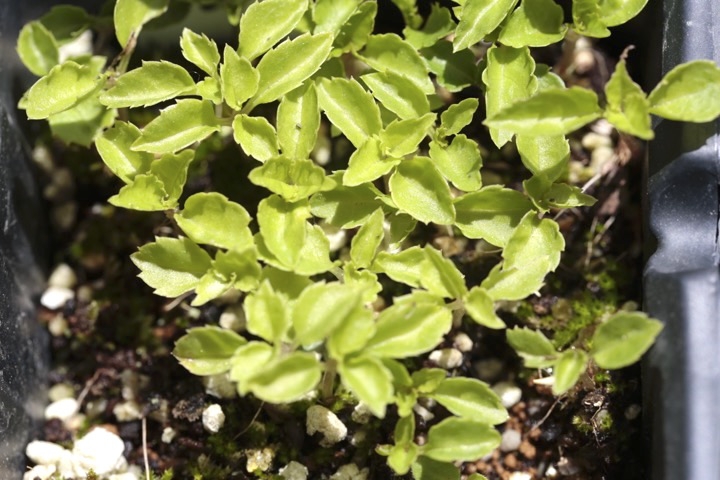 フタリシズカの発芽