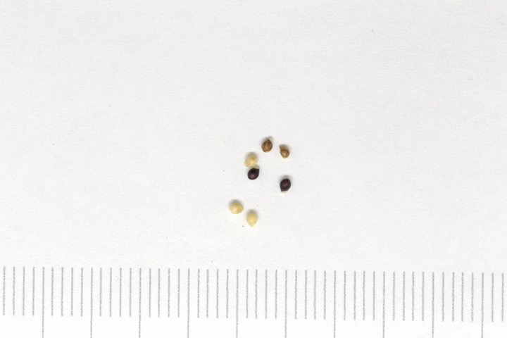 タチツボスミレの種