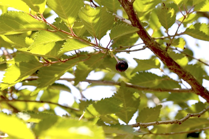 マメザクラの実