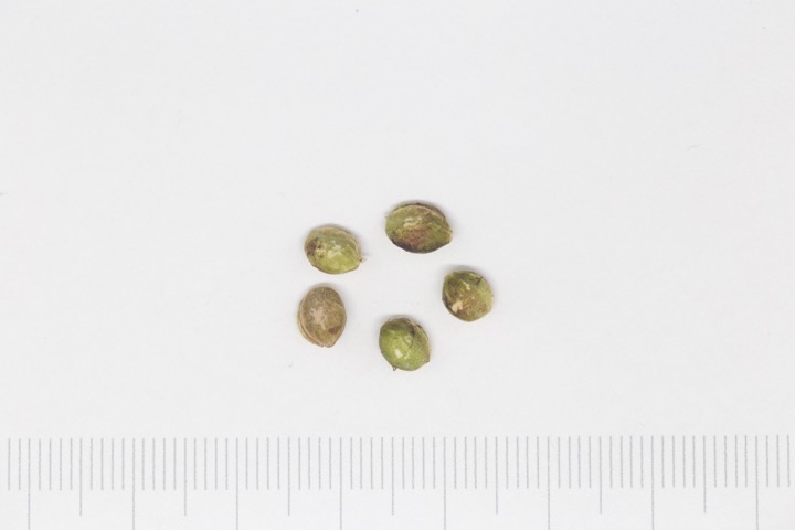 マメザクラの種