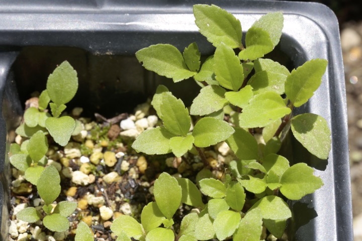 フジバカマの発芽