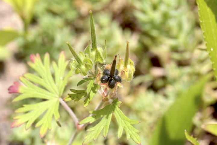 アメリカフウロの実