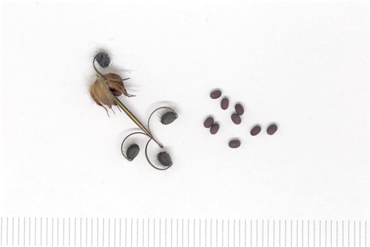 アメリカフウロの種