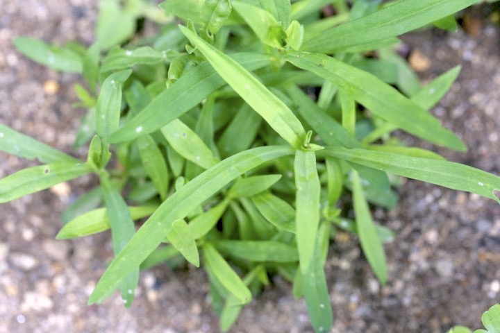 タカネナデシコの成長