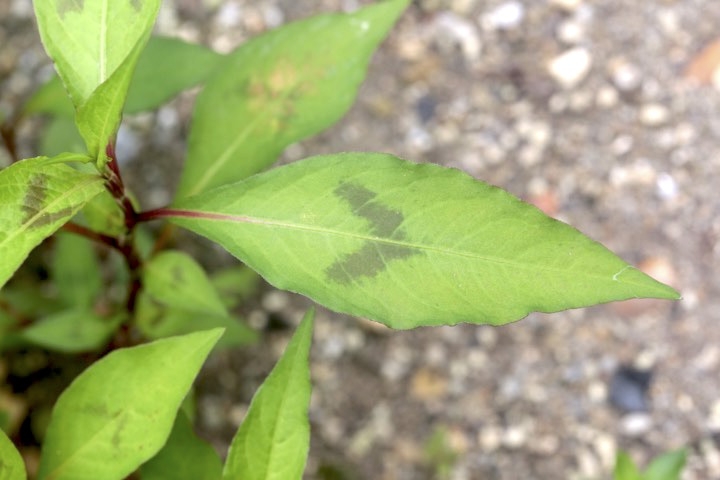 ボントクタデの葉