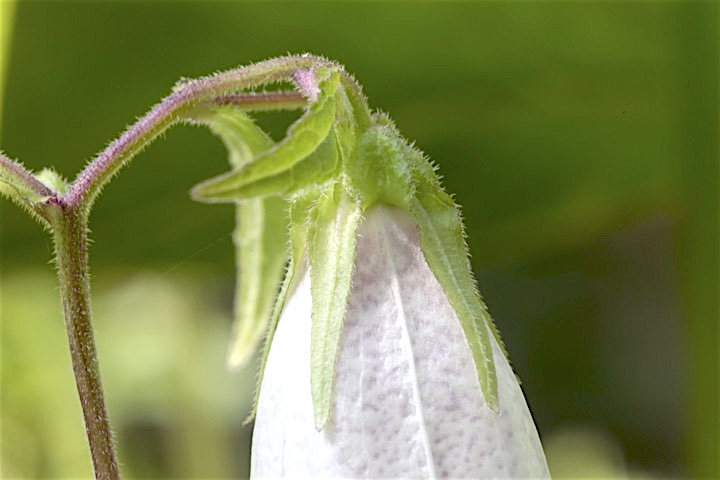 ホタルブクロの萼