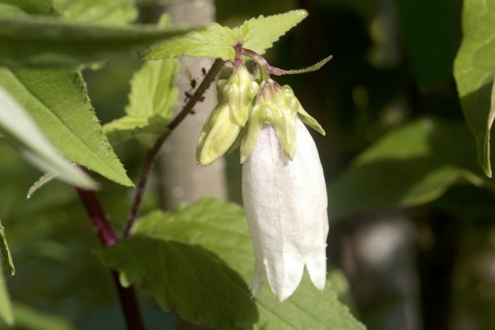 ヤマホタルブクロの萼