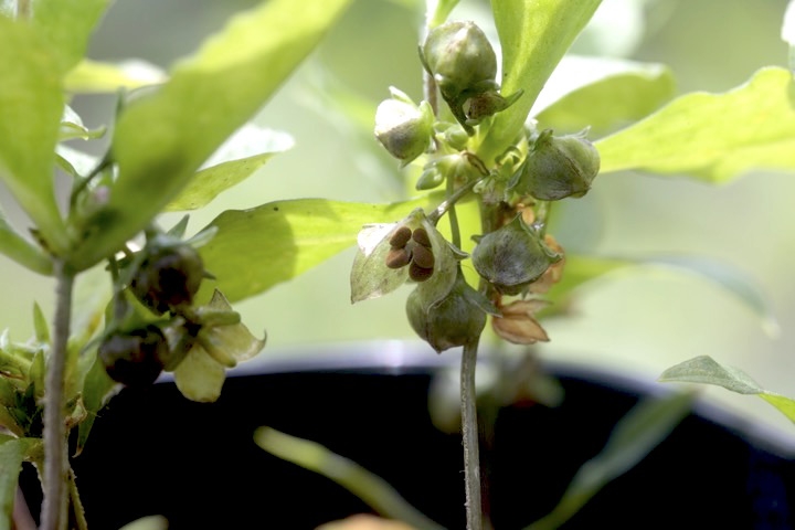 ヒゲネワチガイソウの実