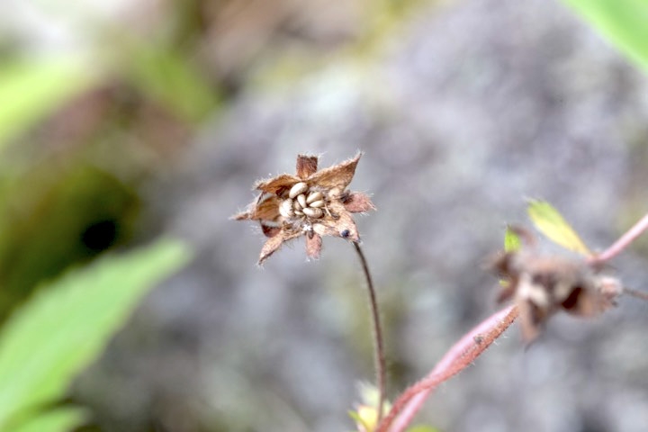 ツルキジムシロの実