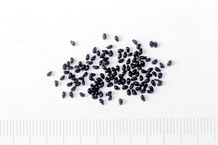 ヤマオダマキの種