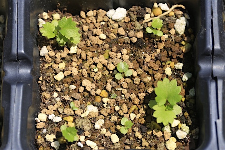 ツルキジムシロの発芽