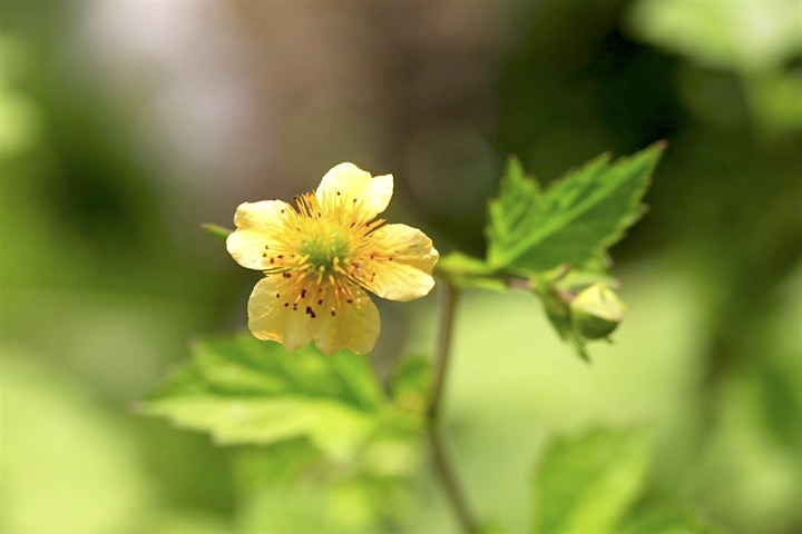 ダイコンソウの開花