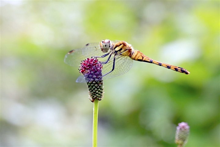 ワレモコウの開花