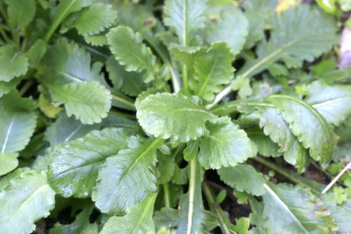 マツムシソウの根生葉