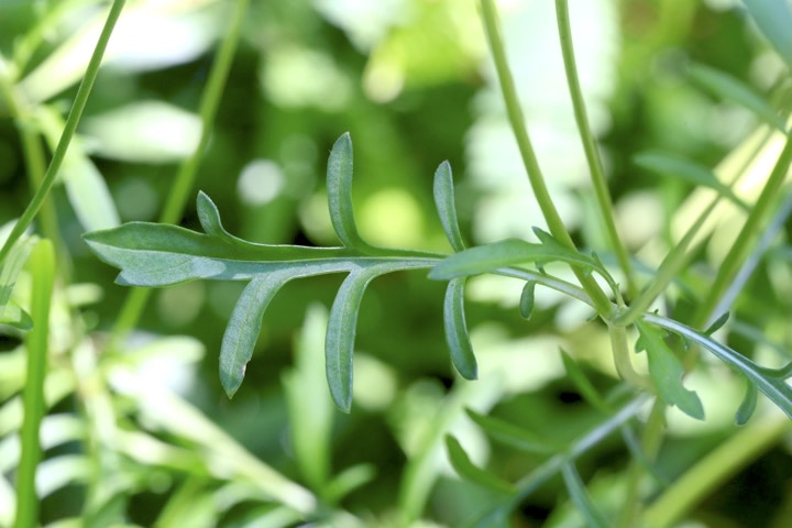 マツムシソウの葉