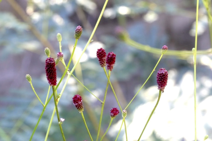 ワレモコウの開花