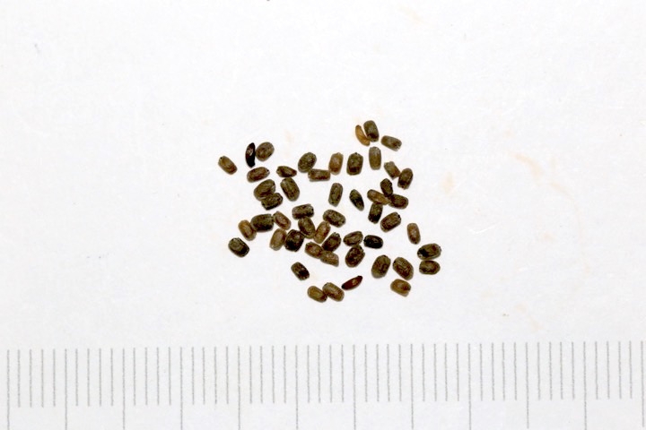 ヤマガラシの種