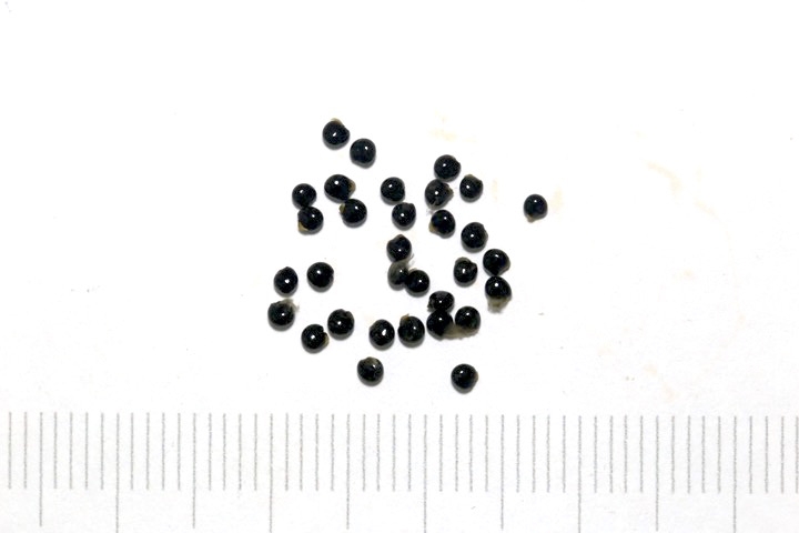 ツルキケマンの種