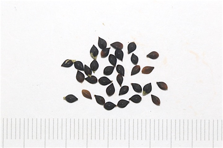 ボントクタデの種