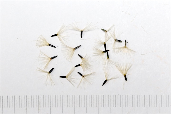 フジバカマの種