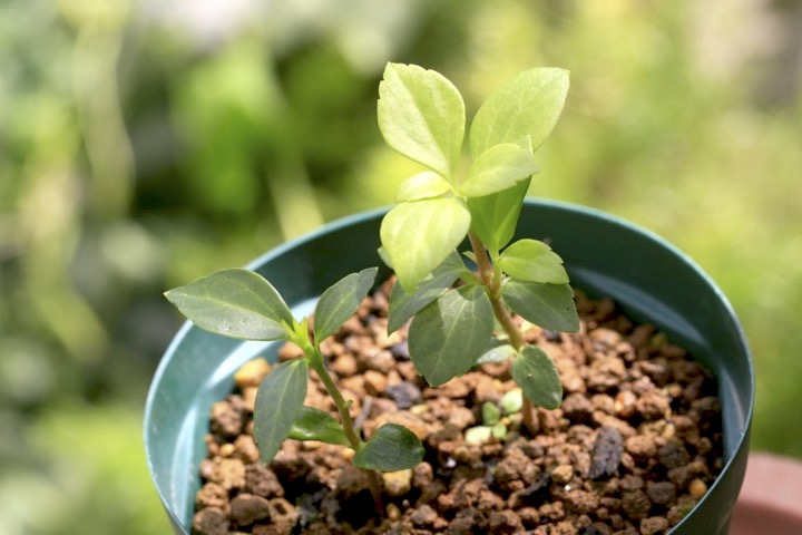 フッキソウの発芽
