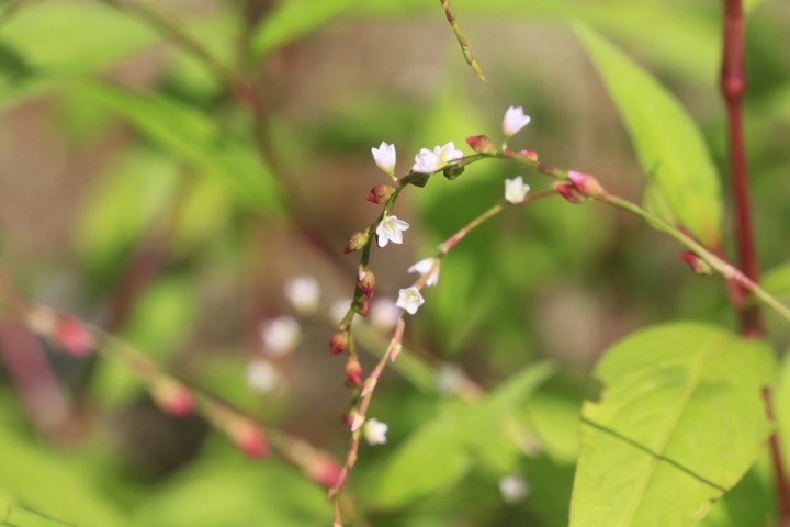 ボントクタデの開花
