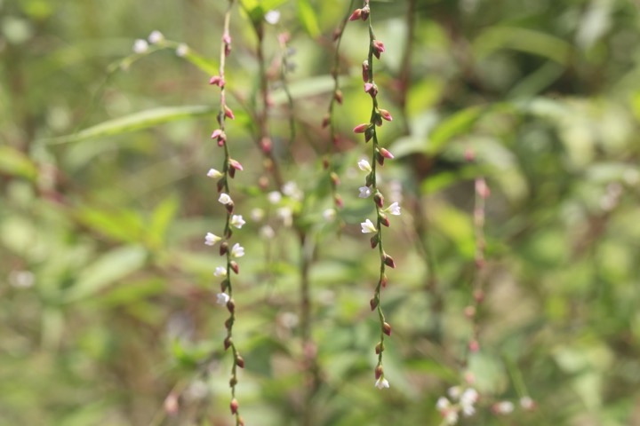 ボントクタデの花