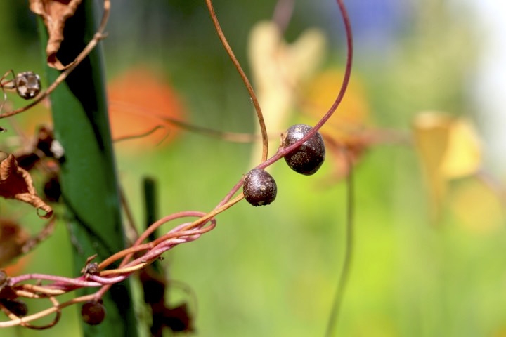 ヤマノイモのムカゴ