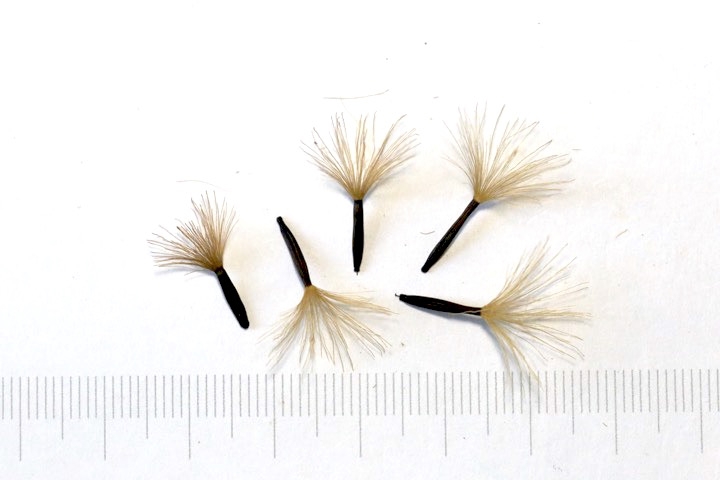 マルバダケブキの種