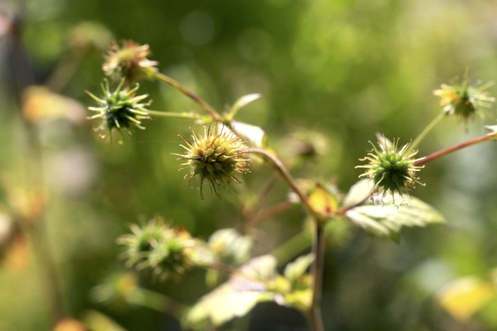 ダイコンソウの実